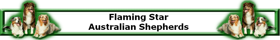 Flaming Star 
Australian Shepherds 